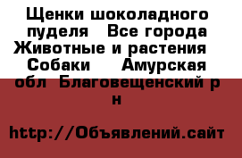 Щенки шоколадного пуделя - Все города Животные и растения » Собаки   . Амурская обл.,Благовещенский р-н